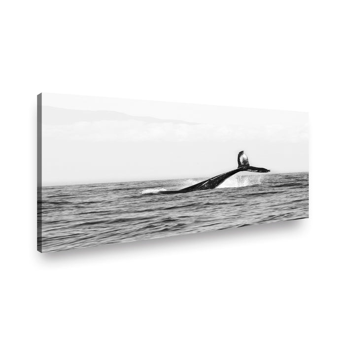 Canvas Modelo 311