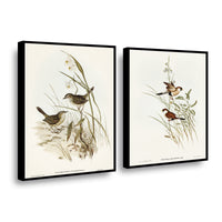 Canvas duo Aves Ilustrados II