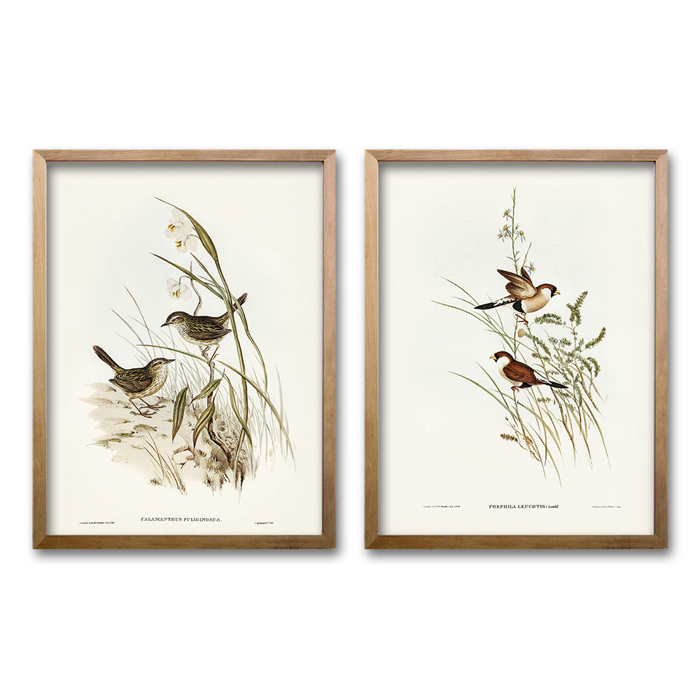 Cuadro Duo Aves Ilustrados II