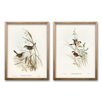 Cuadro Duo Aves Ilustrados II