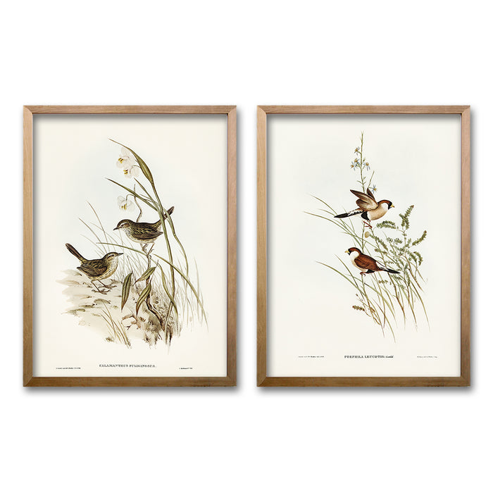 Cuadro Duo Aves Ilustrados II