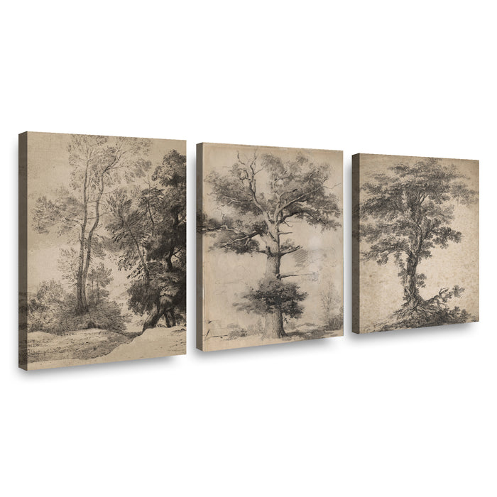 Canvas Trio Majestad del Roble
