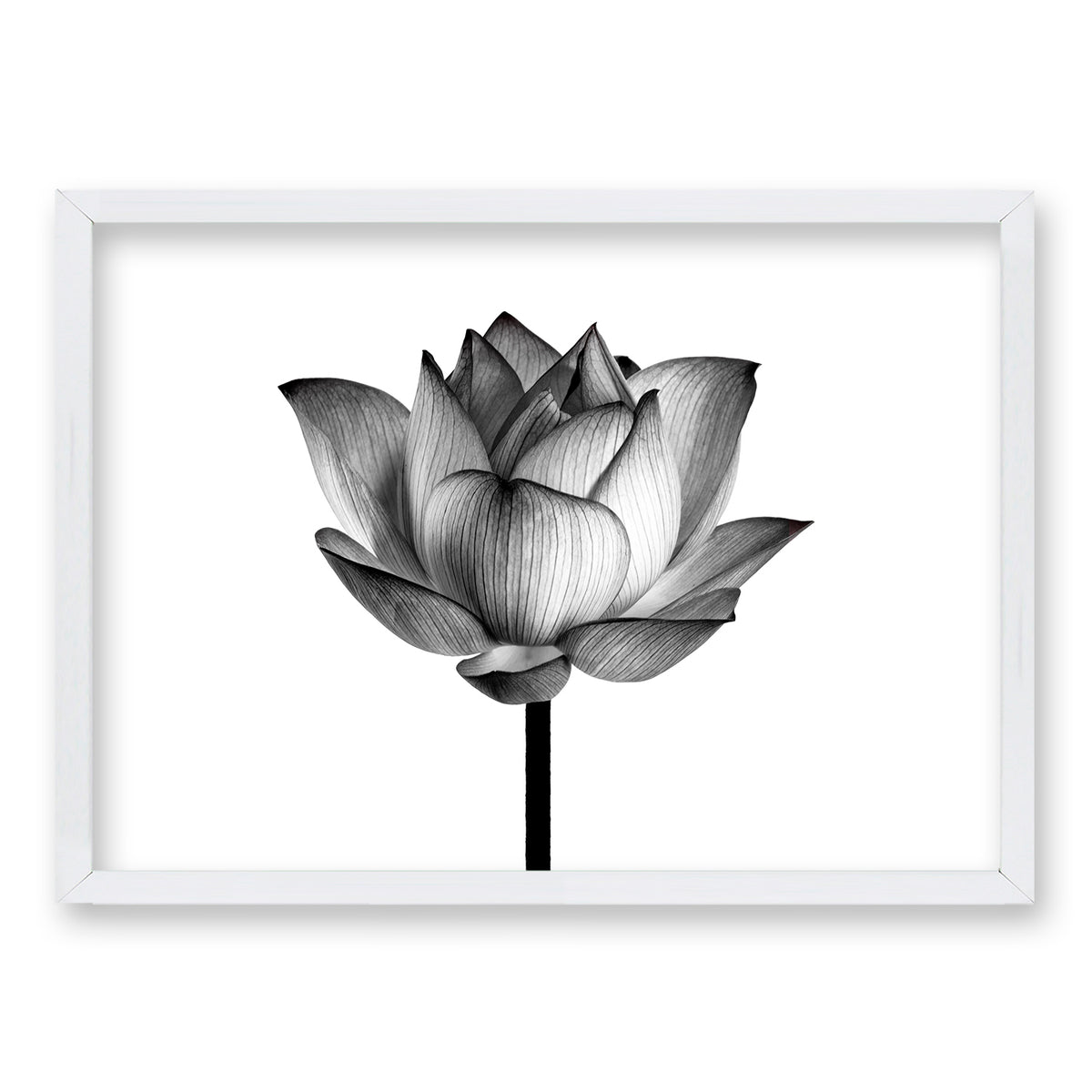 Cuadro Flor de Loto II