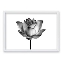 Cuadro Flor de Loto II