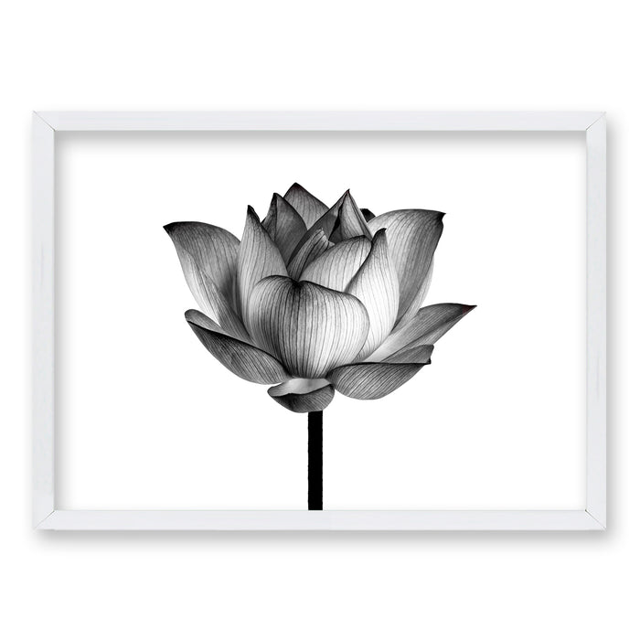 Cuadro Flor de Loto II
