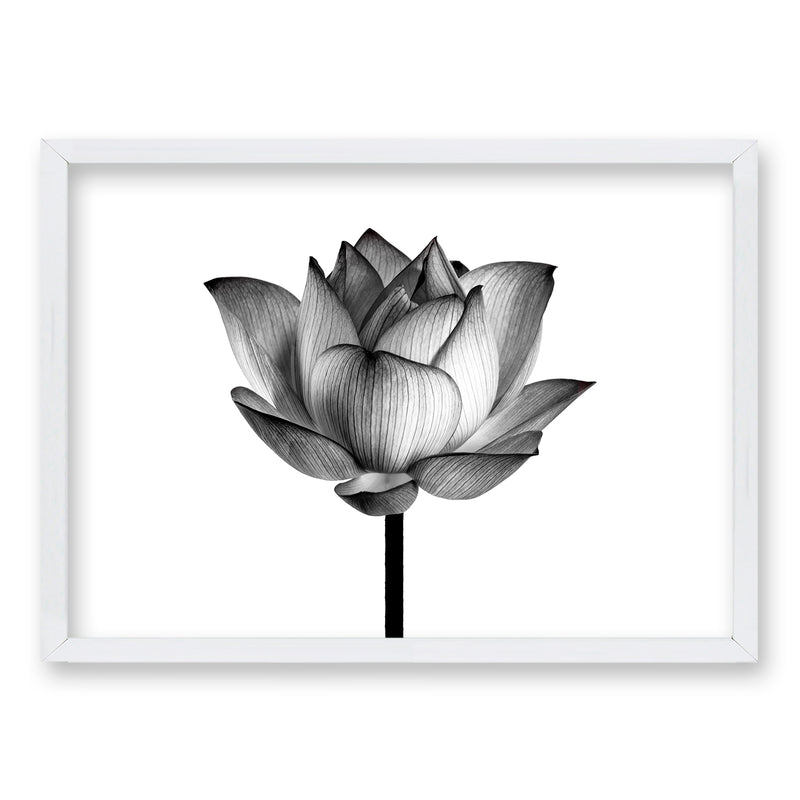 Cuadro Flor de Loto II