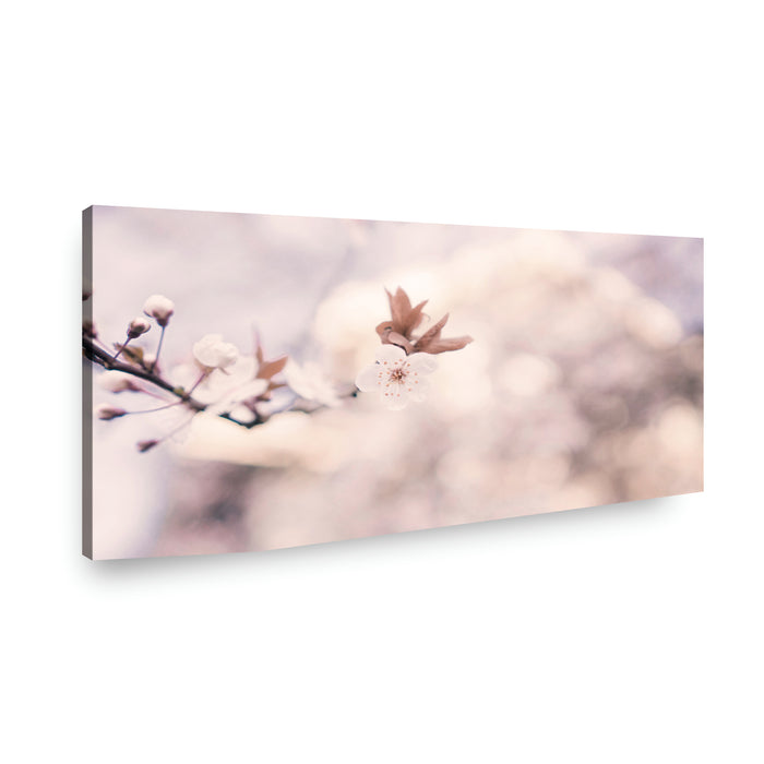 Canvas Modelo 427