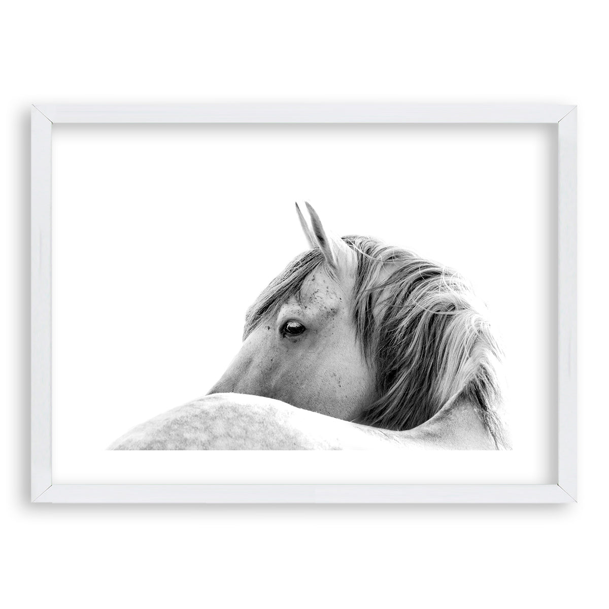 Cuadro White Horse
