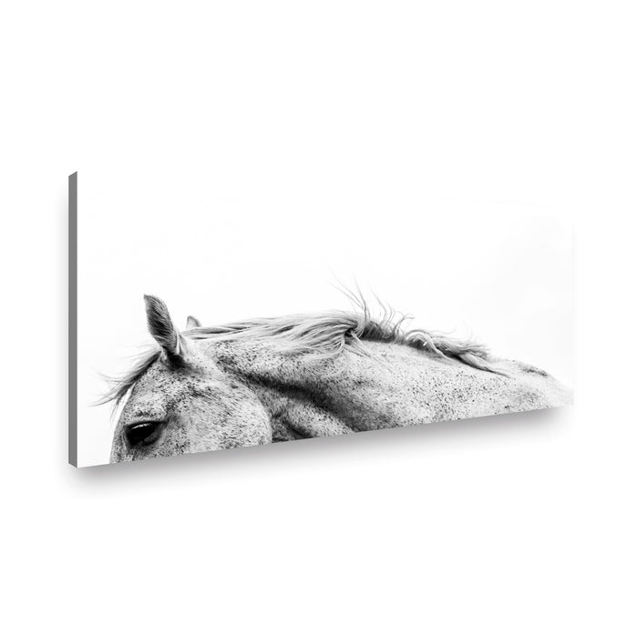 Canvas Modelo 368