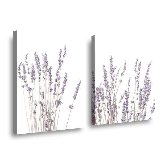 Canvas Modelo 711