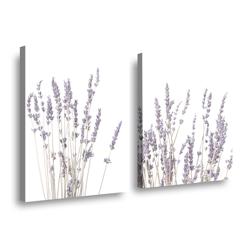 Canvas Modelo 711