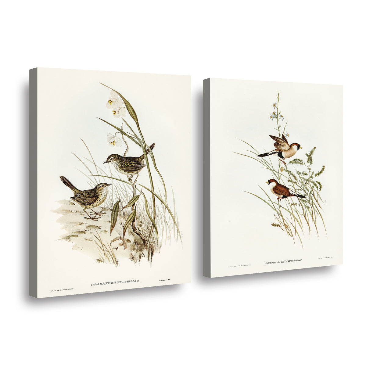 Canvas duo Aves Ilustrados II