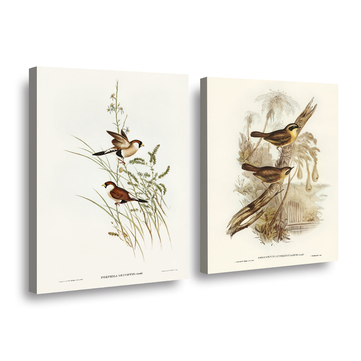 Canvas duo Aves Ilustrados