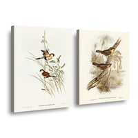 Canvas duo Aves Ilustrados