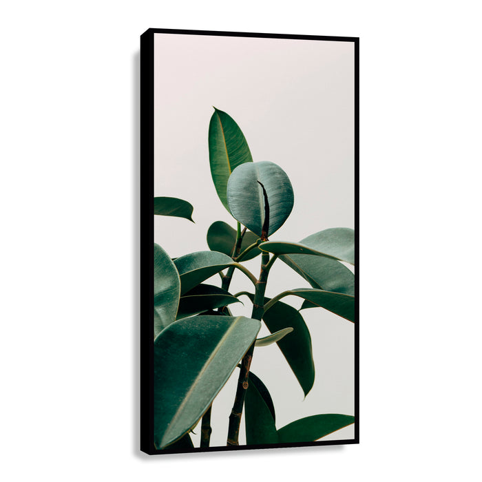 Canvas Planta