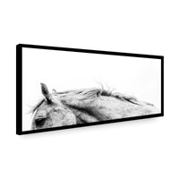 Canvas Noble Corcel