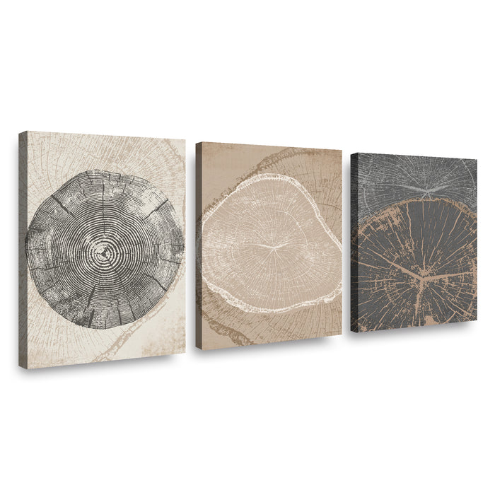 Canvas Trio Crecimiento en Matices