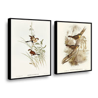 Canvas duo Aves Ilustrados