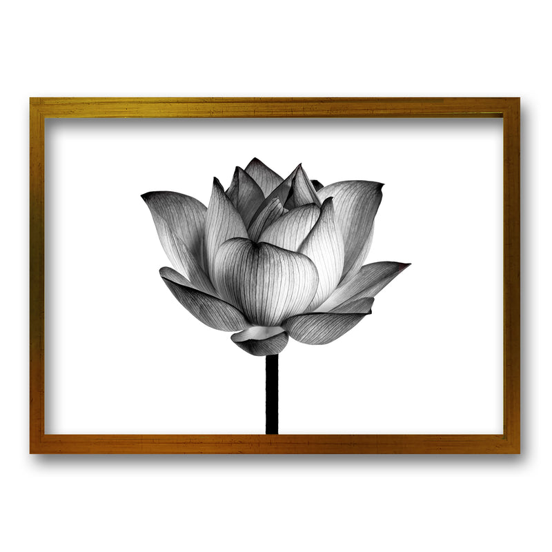 Cuadro Flor de Loto II