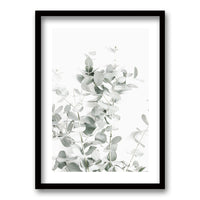 Cuadro Eucalyptus