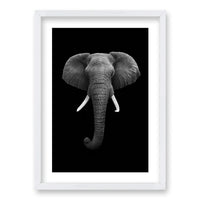 Cuadro Elephant B/N
