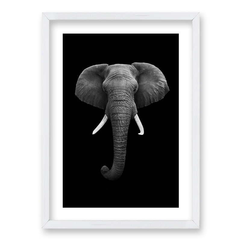 Cuadro Elephant B/N
