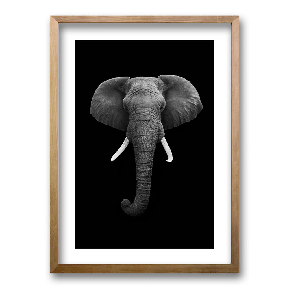 Cuadro Elephant B/N
