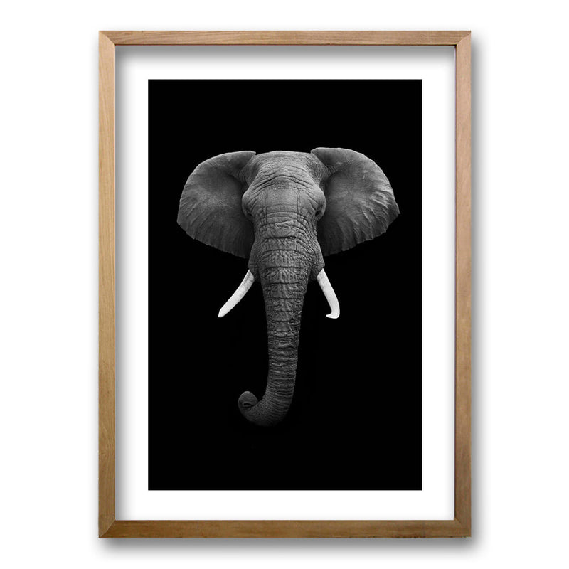 Cuadro Elephant B/N