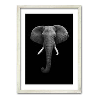 Cuadro Elephant B/N