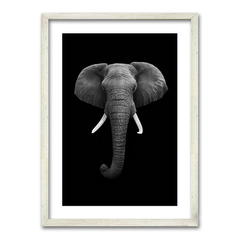 Cuadro Elephant B/N