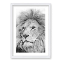 Cuadro León Gris