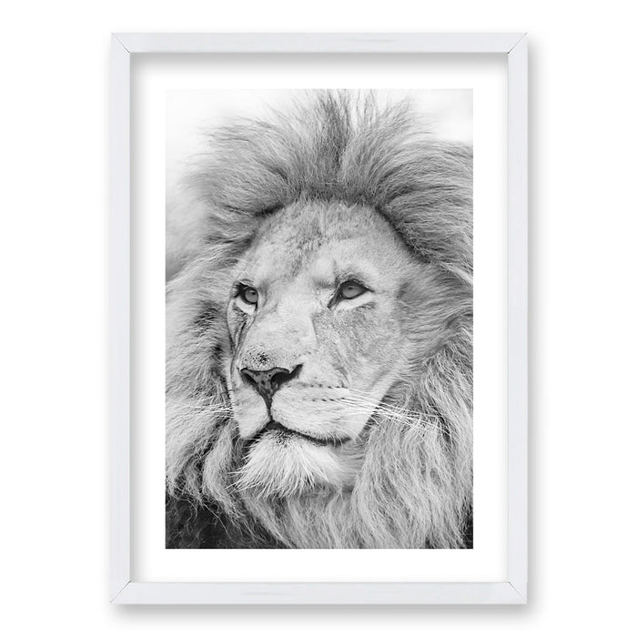 Cuadro León Gris