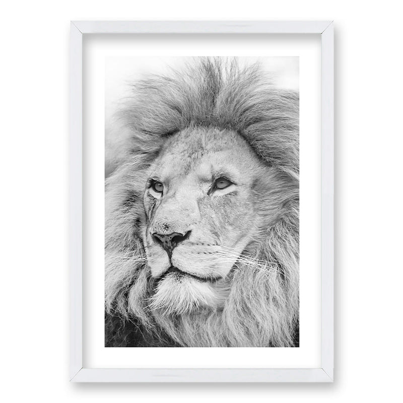 Cuadro León Gris