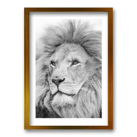 Cuadro León Gris