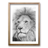 Cuadro León Gris