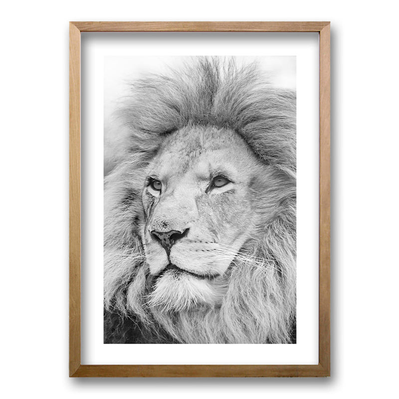 Cuadro León Gris