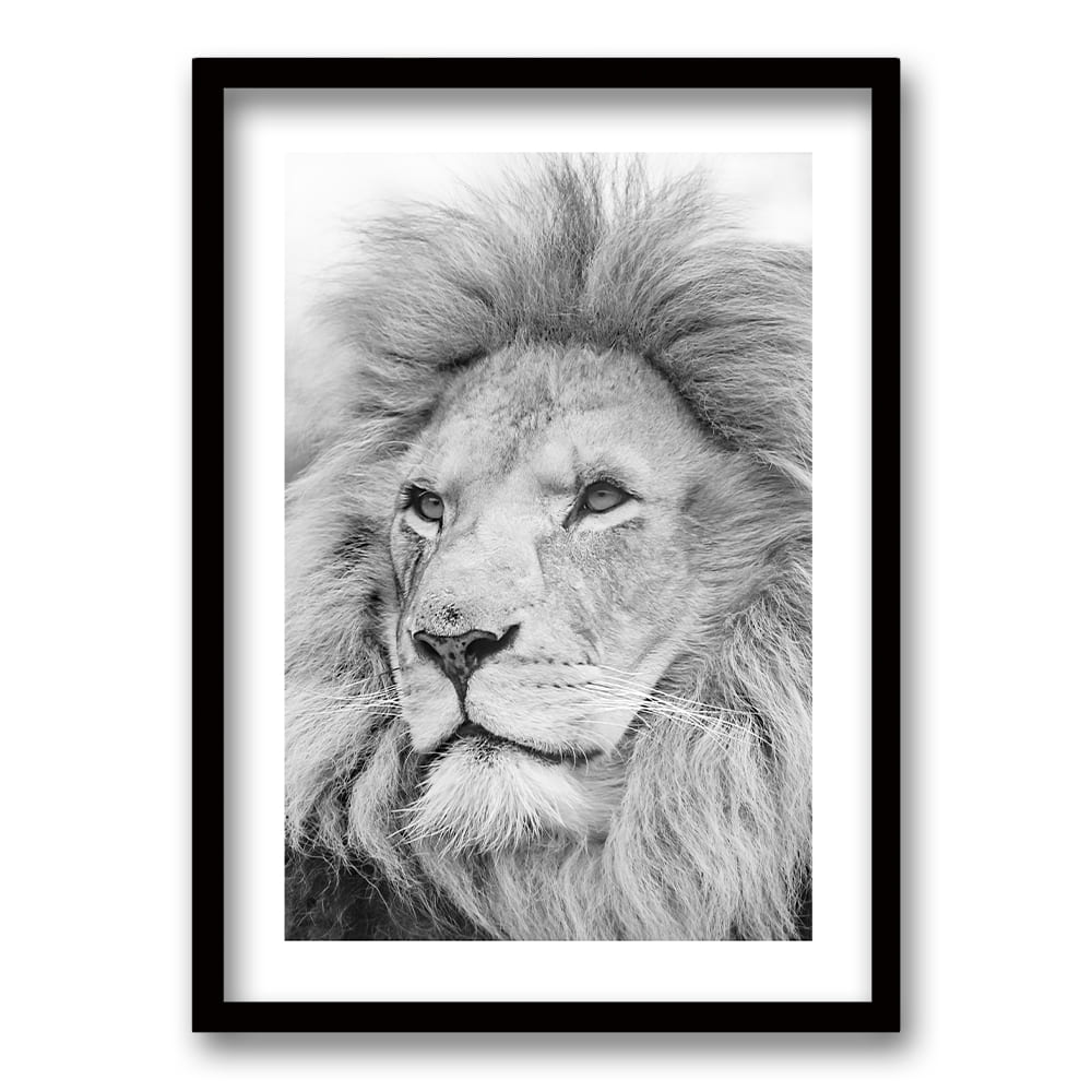 Cuadro León Gris