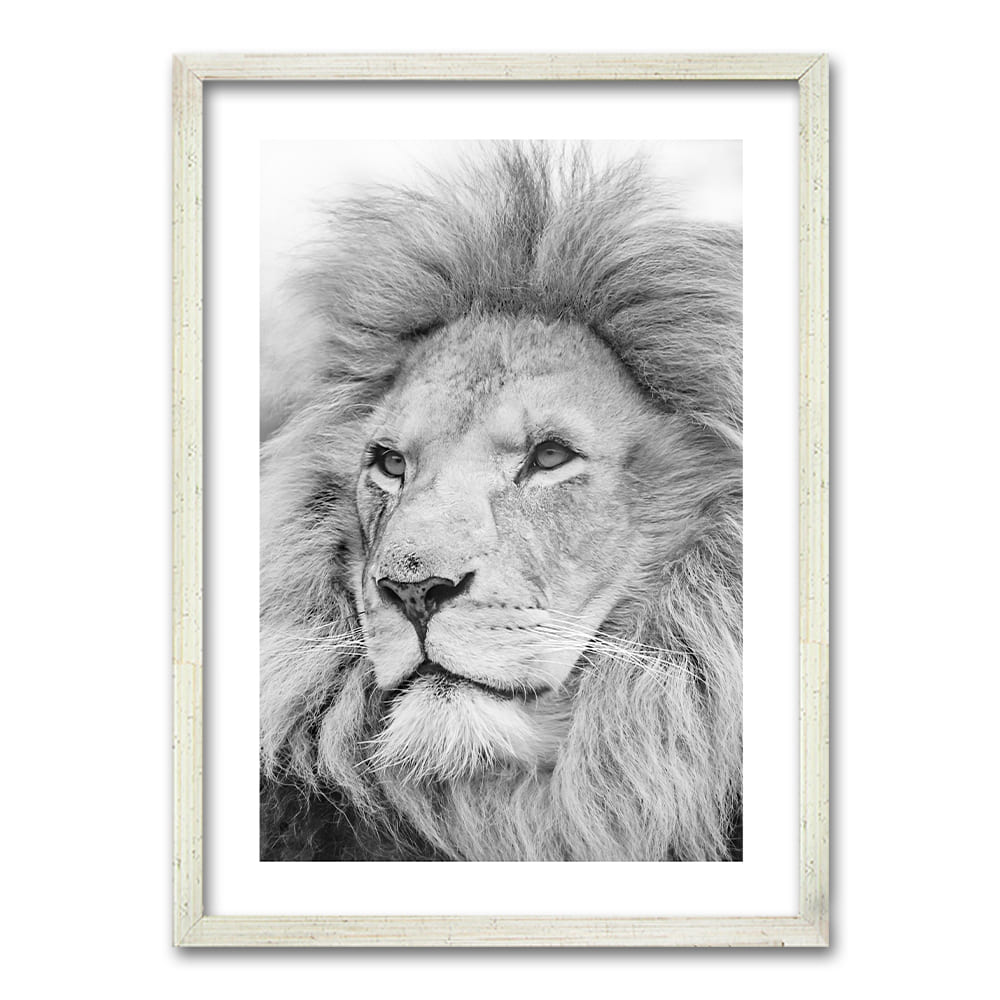 Cuadro León Gris