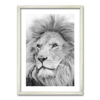 Cuadro León Gris