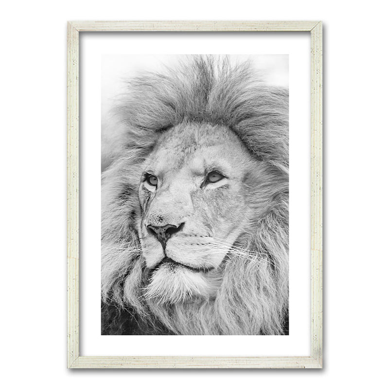 Cuadro León Gris
