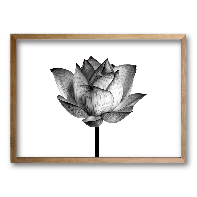 Cuadro Flor de Loto II