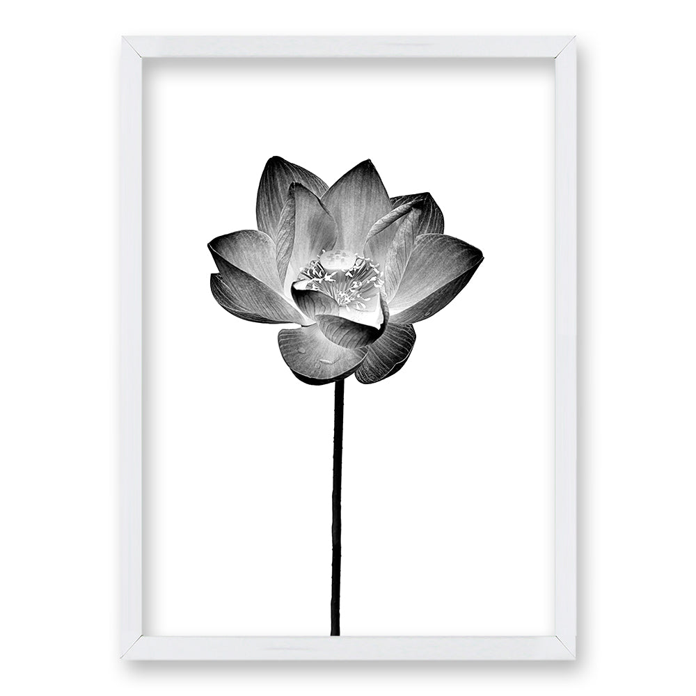 Cuadro Flor de Loto