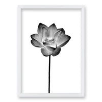 Cuadro Flor de Loto