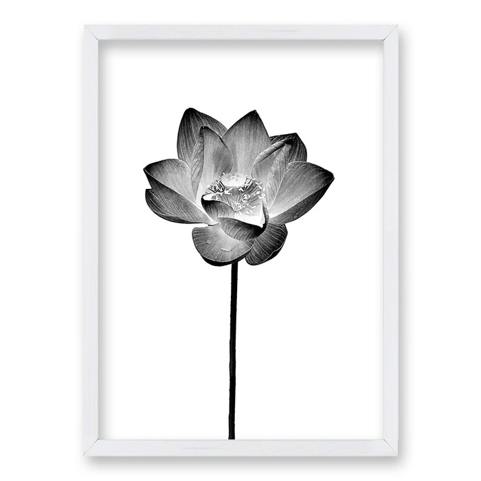 Cuadro Flor de Loto
