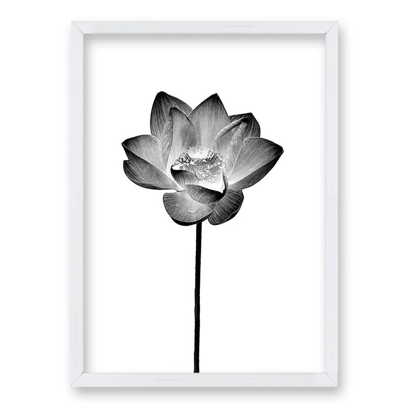 Cuadro Flor de Loto