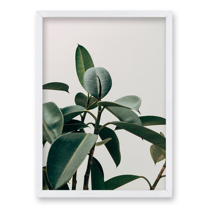 Cuadro Planta