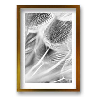 Cuadro Cipsela Viento