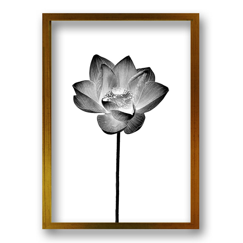 Cuadro Flor de Loto