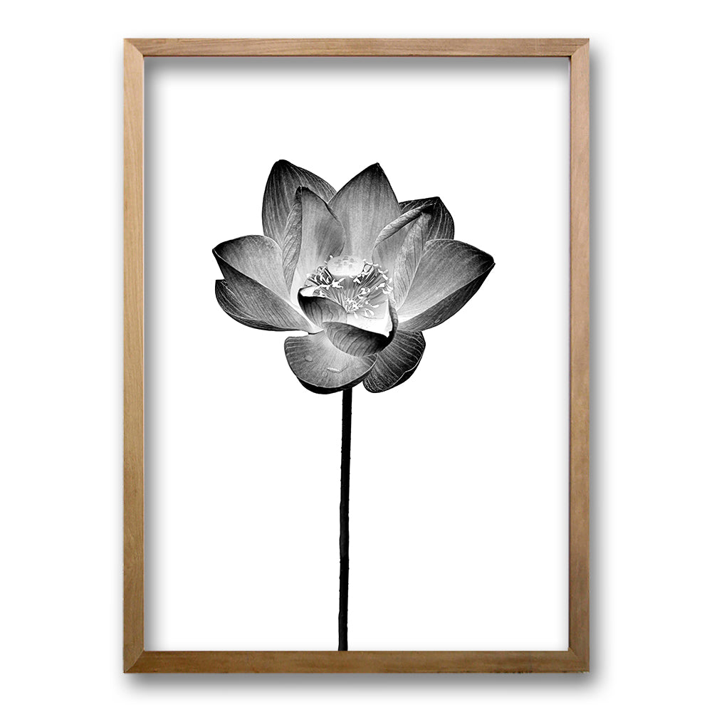 Cuadro Flor de Loto