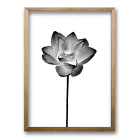 Cuadro Flor de Loto